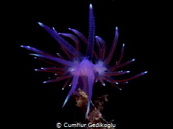 Flabellina ischitana
FIREWORK by Cumhur Gedikoglu 